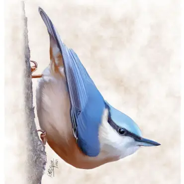 A detailed Eurasian Nuthatch (Sitta europaea) bird art print capturing the distinctive woodland bird by digital artist David Morgan